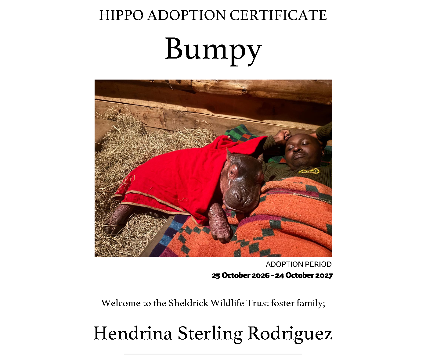 Bumpy’s adoption certificate, Sheldrick Wildlife Trust foster programme